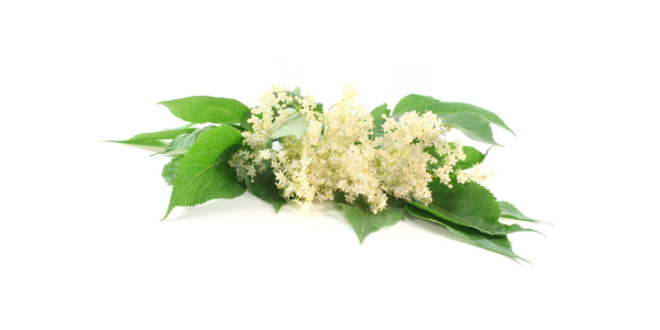 コーラルビーの赤い輝き、赤コーラ「ACACOLA」
コーラルビーを思わせる華やかな赤いコーラ。深みのある赤コーラのクラフトシロップ「ACACOLA」は、自然由来のコーラ成分と上質な成分を贅沢にブレンドして仕上げました。
美しい赤の色を生み出す秘密は、岐阜県美濃加茂産のハイビスカスローゼル。さらにエルダーフラワー、ジュニパーベリー、ジャスミン、クミンシード、スターアニスなど、香り高いコーラ成分が織りなす奥深い味わいが魅力です。
ビタミンAとCを含む天然成分は代謝をサポートし、美肌・アンチエイジングにもぴったり。鮮烈な赤いコーラの色と、フルーティーで甘くさっぱりした風味は、まるでキラリと光るルビーのような華やかさ。
無添加・ノンカフェインでお子さまから大人まで安心して楽しめ、コーラ好きに嬉しいデトックス作用や発汗効果も期待できます。ジャスミンの香りは心を癒やし、安眠へ導くリラックス効果も抜群。
ふるさと納税のギフトや自分へのご褒美にも最適な「ACACOLA」。コーラルビーの名にふさわしい、ルビーのような赤い輝きの赤コーラを、ぜひお楽しみください。