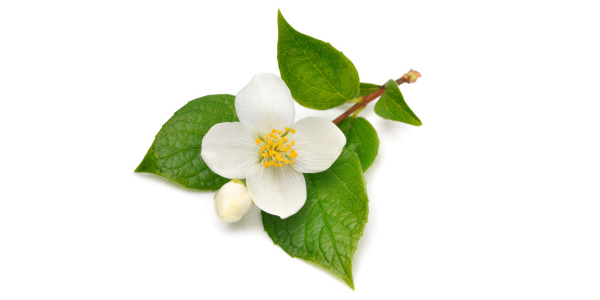 コーラルビーの赤い輝き、赤コーラ「ACACOLA」
コーラルビーを思わせる華やかな赤いコーラ。深みのある赤コーラのクラフトシロップ「ACACOLA」は、自然由来のコーラ成分と上質な成分を贅沢にブレンドして仕上げました。
美しい赤の色を生み出す秘密は、岐阜県美濃加茂産のハイビスカスローゼル。さらにエルダーフラワー、ジュニパーベリー、ジャスミン、クミンシード、スターアニスなど、香り高いコーラ成分が織りなす奥深い味わいが魅力です。
ビタミンAとCを含む天然成分は代謝をサポートし、美肌・アンチエイジングにもぴったり。鮮烈な赤いコーラの色と、フルーティーで甘くさっぱりした風味は、まるでキラリと光るルビーのような華やかさ。
無添加・ノンカフェインでお子さまから大人まで安心して楽しめ、コーラ好きに嬉しいデトックス作用や発汗効果も期待できます。ジャスミンの香りは心を癒やし、安眠へ導くリラックス効果も抜群。
ふるさと納税のギフトや自分へのご褒美にも最適な「ACACOLA」。コーラルビーの名にふさわしい、ルビーのような赤い輝きの赤コーラを、ぜひお楽しみください。