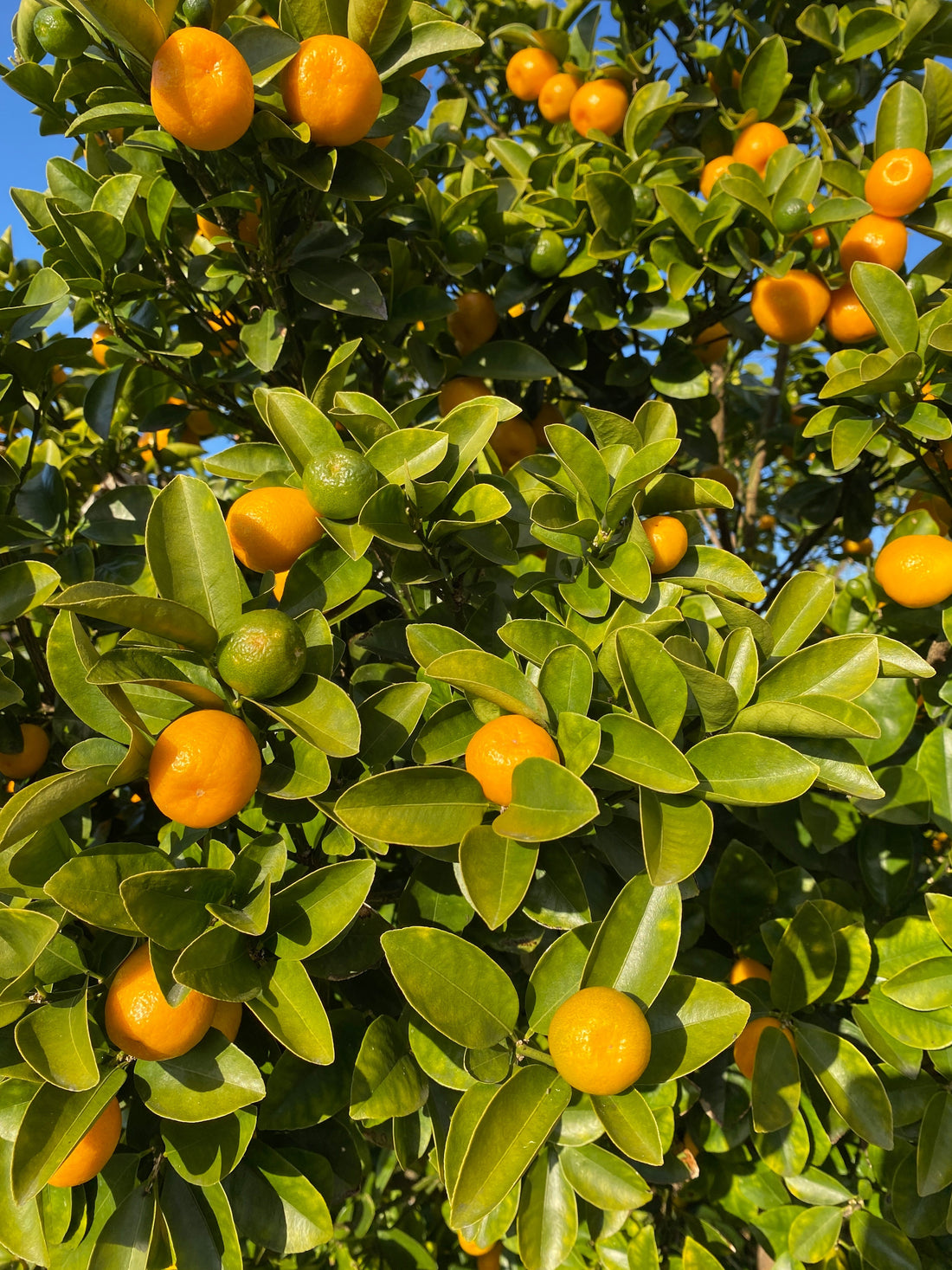 弊社の社内農場で育った金柑が、今年もたくさん実りました。 この季節だけの“金柑コーラ”は、爽やかな香りとやさしい甘みが格別。 自然の恵みをぎゅっと閉じ込めた一杯を、ぜひ味わってください。  #金柑 #金柑コーラ #クラフトコーラ #季節限定 #豊作 #社内農場 #林愉快研究所 #手作りコーラ #自家栽培 #ナチュラルドリンク #国産素材 #冬の楽しみ #旬の恵み #農場から食卓へ