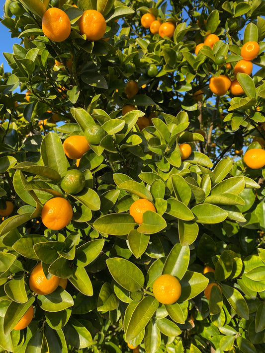 弊社の社内農場で育った金柑が、今年もたくさん実りました。 この季節だけの“金柑コーラ”は、爽やかな香りとやさしい甘みが格別。 自然の恵みをぎゅっと閉じ込めた一杯を、ぜひ味わってください。  #金柑 #金柑コーラ #クラフトコーラ #季節限定 #豊作 #社内農場 #林愉快研究所 #手作りコーラ #自家栽培 #ナチュラルドリンク #国産素材 #冬の楽しみ #旬の恵み #農場から食卓へ