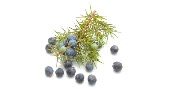 コーラルビーの赤い輝き、赤コーラ「ACACOLA」
コーラルビーを思わせる華やかな赤いコーラ。深みのある赤コーラのクラフトシロップ「ACACOLA」は、自然由来のコーラ成分と上質な成分を贅沢にブレンドして仕上げました。
美しい赤の色を生み出す秘密は、岐阜県美濃加茂産のハイビスカスローゼル。さらにエルダーフラワー、ジュニパーベリー、ジャスミン、クミンシード、スターアニスなど、香り高いコーラ成分が織りなす奥深い味わいが魅力です。
ビタミンAとCを含む天然成分は代謝をサポートし、美肌・アンチエイジングにもぴったり。鮮烈な赤いコーラの色と、フルーティーで甘くさっぱりした風味は、まるでキラリと光るルビーのような華やかさ。
無添加・ノンカフェインでお子さまから大人まで安心して楽しめ、コーラ好きに嬉しいデトックス作用や発汗効果も期待できます。ジャスミンの香りは心を癒やし、安眠へ導くリラックス効果も抜群。
ふるさと納税のギフトや自分へのご褒美にも最適な「ACACOLA」。コーラルビーの名にふさわしい、ルビーのような赤い輝きの赤コーラを、ぜひお楽しみください。